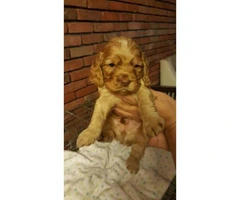 AKC registered Cocker Spaniels puppies - 4