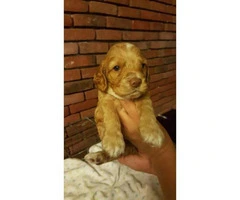 AKC registered Cocker Spaniels puppies - 5