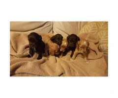 AKC registered Cocker Spaniels puppies - 6