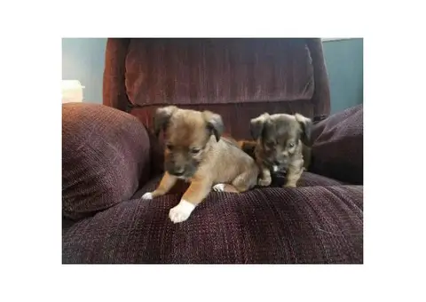 2 lovely Jack Chi Puppies