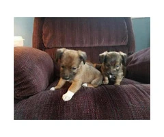 2 lovely Jack Chi Puppies