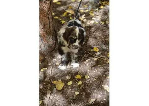 Cocker Spaniel puppies with great personalities