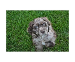 Cocker Spaniel puppies with great personalities - 2