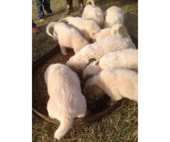 Pyrenees puppies - 4 females and 2 males - 1
