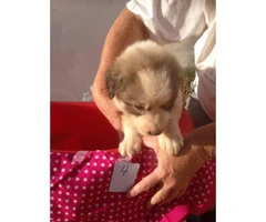 Pyrenees puppies - 4 females and 2 males - 6