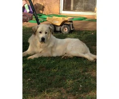 Pyrenees puppies - 4 females and 2 males - 7