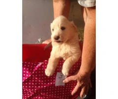Pyrenees puppies - 4 females and 2 males - 8