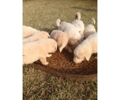 Pyrenees puppies - 4 females and 2 males - 11
