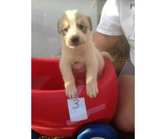 Pyrenees puppies - 4 females and 2 males - 12