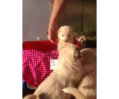Pyrenees puppies - 4 females and 2 males - 13