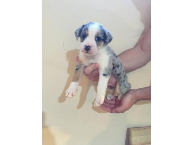 Aussie mix puppies Cincinnati - Puppies for Sale Near Me