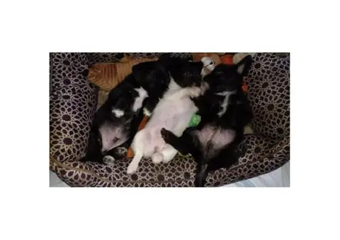 Chi-poo puppies for adoption