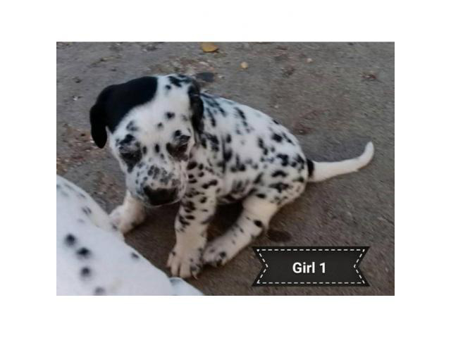 2 female black spotted Dalmatian puppies in Lubbock, Texas