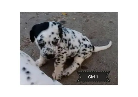 2 female black spotted Dalmatian puppies