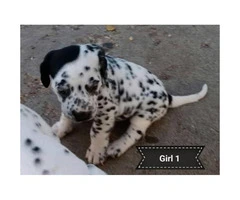 2 female black spotted Dalmatian puppies
