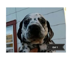 2 female black spotted Dalmatian puppies - 2