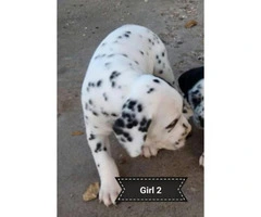 2 female black spotted Dalmatian puppies - 3