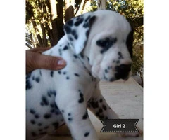 2 female black spotted Dalmatian puppies - 4