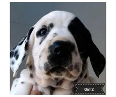 2 female black spotted Dalmatian puppies - 5