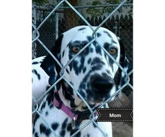 2 female black spotted Dalmatian puppies - 6