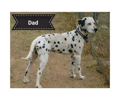 2 female black spotted Dalmatian puppies - 7