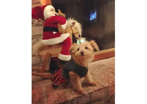 Cute pomapoo puppies for sale in PA