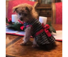 Cute pomapoo puppies for sale in PA - 2