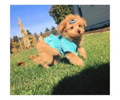 Cute pomapoo puppies for sale in PA - 3