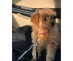 Cute pomapoo puppies for sale in PA - 4