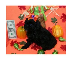 3 stunning female Poodle puppies