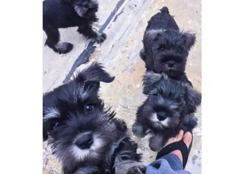 AKC registered mini schnauzer puppies in CA