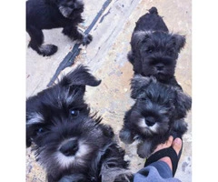AKC registered mini schnauzer puppies in CA