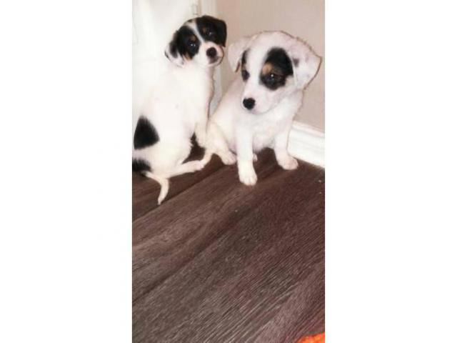 Corgi terrier mix puppies for sale in San Antonio, Texas - Puppies for Sale Near Me