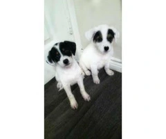 Corgi terrier mix puppies for sale - 2