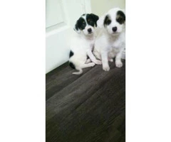 Corgi terrier mix puppies for sale - 3