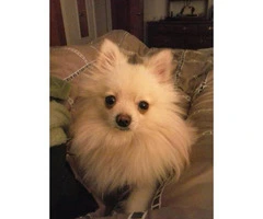 1.5 years old male pomeranian to adopt