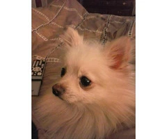 1.5 years old male pomeranian to adopt - 2