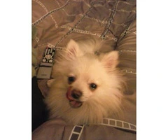 1.5 years old male pomeranian to adopt - 3