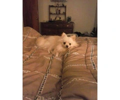 1.5 years old male pomeranian to adopt - 4