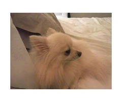 1.5 years old male pomeranian to adopt - 5