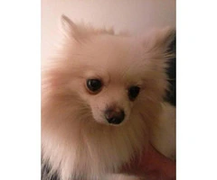 1.5 years old male pomeranian to adopt - 6