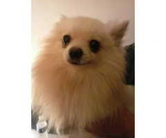 1.5 years old male pomeranian to adopt - 7