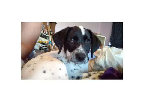 Male border terrier dalmatian mix