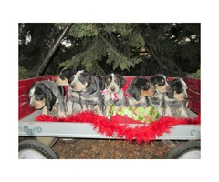 6 Blue Tick Coonhound puppies for sale
