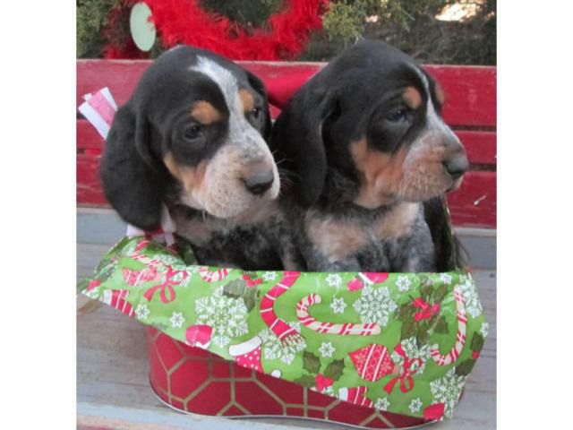 6 Blue Tick Coonhound puppies for sale in Platte, South ...
