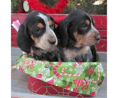 6 Blue Tick Coonhound puppies for sale