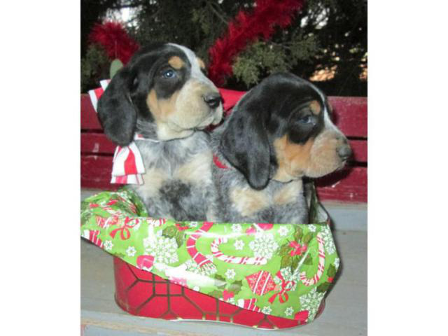 6 Blue Tick Coonhound puppies for sale in Platte, South ...