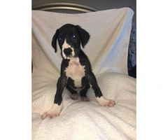 European great danes puppies for sale