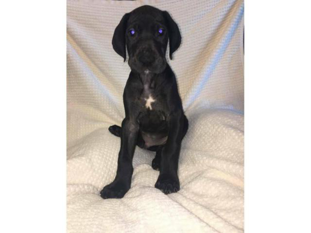 European great danes puppies for sale in Medina, Ohio - Puppies for