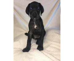 European great danes puppies for sale - 2